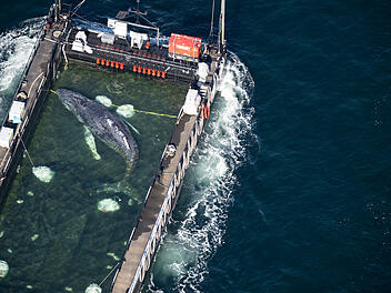 Weitere Entwicklung zum Buckelwal in der Ostsee Weitere Entwicklung zum Buckelwal in der Ostsee