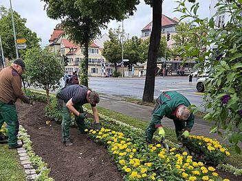 Bambergs Sommerblumen: Aktion sorgt für Farbenpracht in der Stadt Bambergs Sommerblumen: Aktion sorgt für Farbenpracht in der Stadt