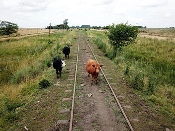 Kuh auf Gleis - Lokführer verhindert Schlimmeres Kuh auf Gleis - Lokführer verhindert Schlimmeres
