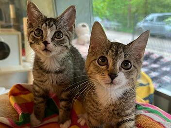 Tierheim Nürnberg startet Aufruf für Katzen-Duo: "Schlechte Vergangenheit" Tierheim Nürnberg startet Aufruf für Katzen-Duo: "Schlechte Vergangenheit"