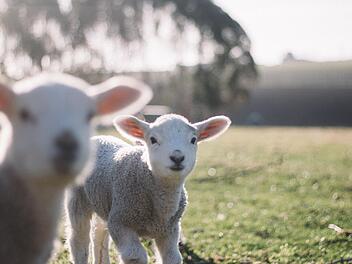 Dieb stiehlt Batterie von Schafsweide Lamm, Weide