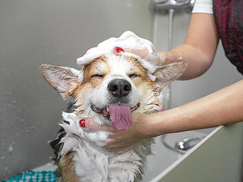 Nicht jeder Hund fühlt sich in der Badewanne wohl. Hund, Shampoo, Hund waschen, Hundeshampoo