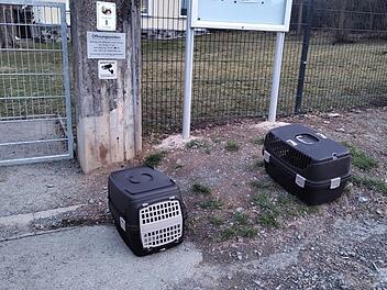 Tierheim Hof nach Fund vor Tür fassungslos - "trauriges Beispiel" Tierheim Hof nach Fund vor Tür fassungslos - "trauriges Beispiel"