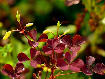 Sauerklee wirkt unscheinbar, kann sich im Garten aber schnell ausbreiten und anderen Pflanzen schaden. Sauerklee wirkt unscheinbar, kann sich im Garten aber schnell ausbreiten und anderen Pflanzen schaden.