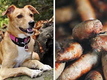 Hallstadt warnt vor mutmaßlichen Giftködern - "passt auf eure Tiere auf" Hallstadt warnt vor mutmaßlichen Giftködern - "passt auf eure Tiere auf"