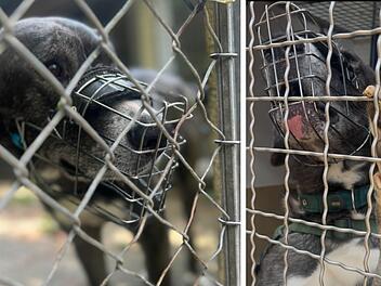 Dann zeigt der "liebe Kerl" im Tierheim Erlangen sein echtes Gesicht Dann zeigt der "liebe Kerl" im Tierheim Erlangen sein echtes Gesicht