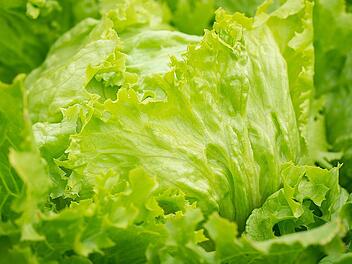 Auch wenn der Salat sauber wirkt, sollte er vor dem Verzehr gründlich gewaschen werden. Auch wenn der Salat sauber wirkt, sollte er vor dem Verzehr gründlich gewaschen werden.