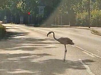 Flamingo läuft durch Bayreuth - Polizei und Stadt zu kuriosem Vorfall Flamingo läuft durch Bayreuth - Polizei und Stadt zu kuriosem Vorfall