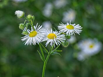Der erste Blick täuscht: Hier wächst kein Gänseblümchen, sondern das sich schnell ausbreitende Berufkraut. Der erste Blick täuscht: Hier wächst kein Gänseblümchen, sondern das sich schnell ausbreitende Berufkraut.
