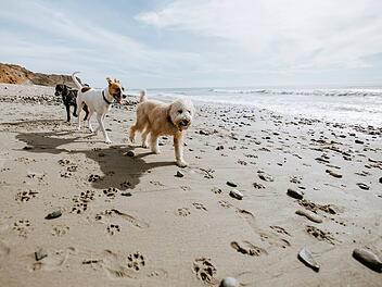 Spielende Hunde am Strand Strand Strandurlaub Strandregeln Hunde Hundestrand Hunde am Strand Leinenpflicht Meer Ozean Küste Sandstrand Spielen Tiere Urlaub Sommer Strandordnung Regeln Naturschutz Sicherheit Rücksicht Strandbesuch Freizeit Erholung Badeurlaub Küstenregeln Verbot Hund Urlaub mit Hund Symbolbild Strandtag