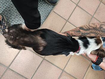 Tierheim Kitzingen: Hund in grauenvollem Zustand aufgefunden - "wurde leergesaugt" Tierheim Kitzingen: Hund in grauenvollem Zustand aufgefunden - "wurde leergesaugt"