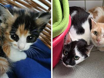 Tierheim Würzburg "zutiefst erschüttert": 24 Katzen aus Elend geholt Tierheim Würzburg "zutiefst erschüttert": 24 Katzen aus Elend geholt