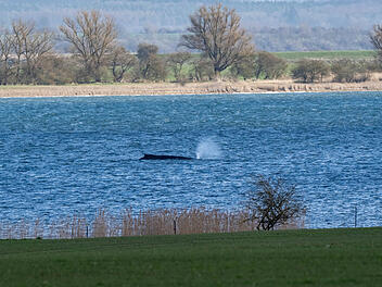 Buckelwal Timmy sitzt wieder fest Buckelwal Timmy sitzt wieder fest