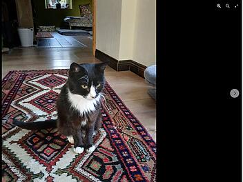 Tierheim Hof bangt um "stadtbekannten" Kater Helmut: "Macht uns große Sorgen" Tierheim Hof bangt um "stadtbekannten" Kater Helmut: "Macht uns große Sorgen"